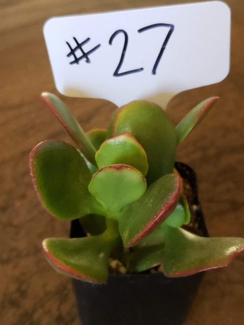 #27 Crassula Rainbow Jade