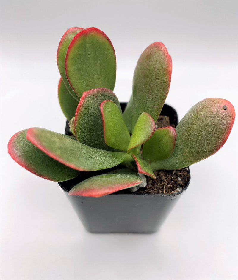 #27 Crassula Rainbow Jade