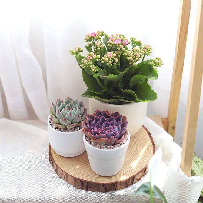 Kalanchoe blossfeldiana 'Calandiva Pink'