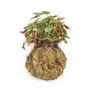 4" Kokedama
