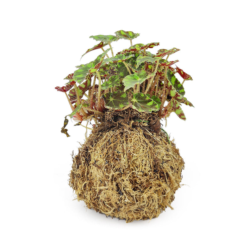 4" Kokedama