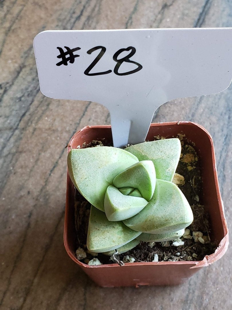 #28 Crassula chalky gray/white