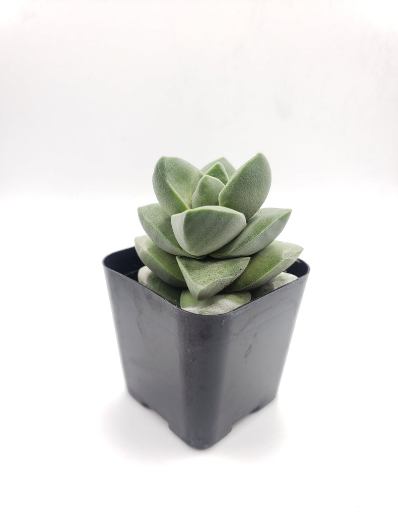 #28 Crassula chalky gray/white