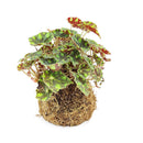4" Kokedama