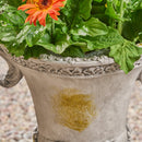 Delphine Urn