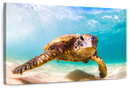 Hawaiian Turtle Wall Art