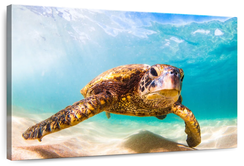 Hawaiian Turtle Wall Art