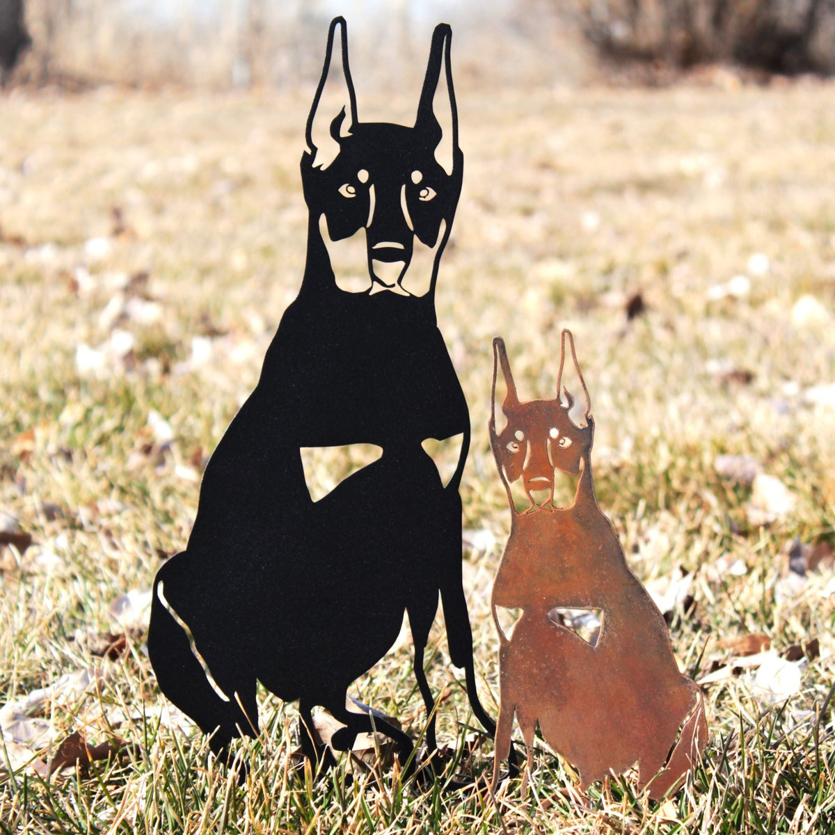 Miniature Pinscher, photo 5 of 16