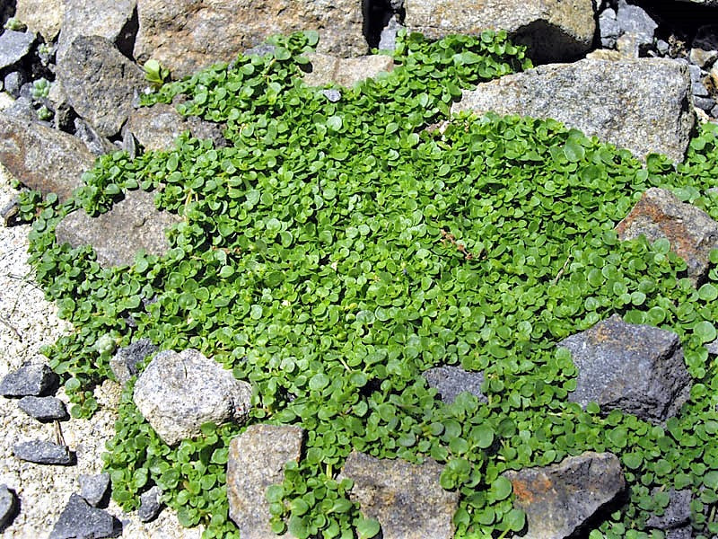 20 CORSICAN MINT Mentha Requienii Herb Fragrant Ground Cover Flower Seeds