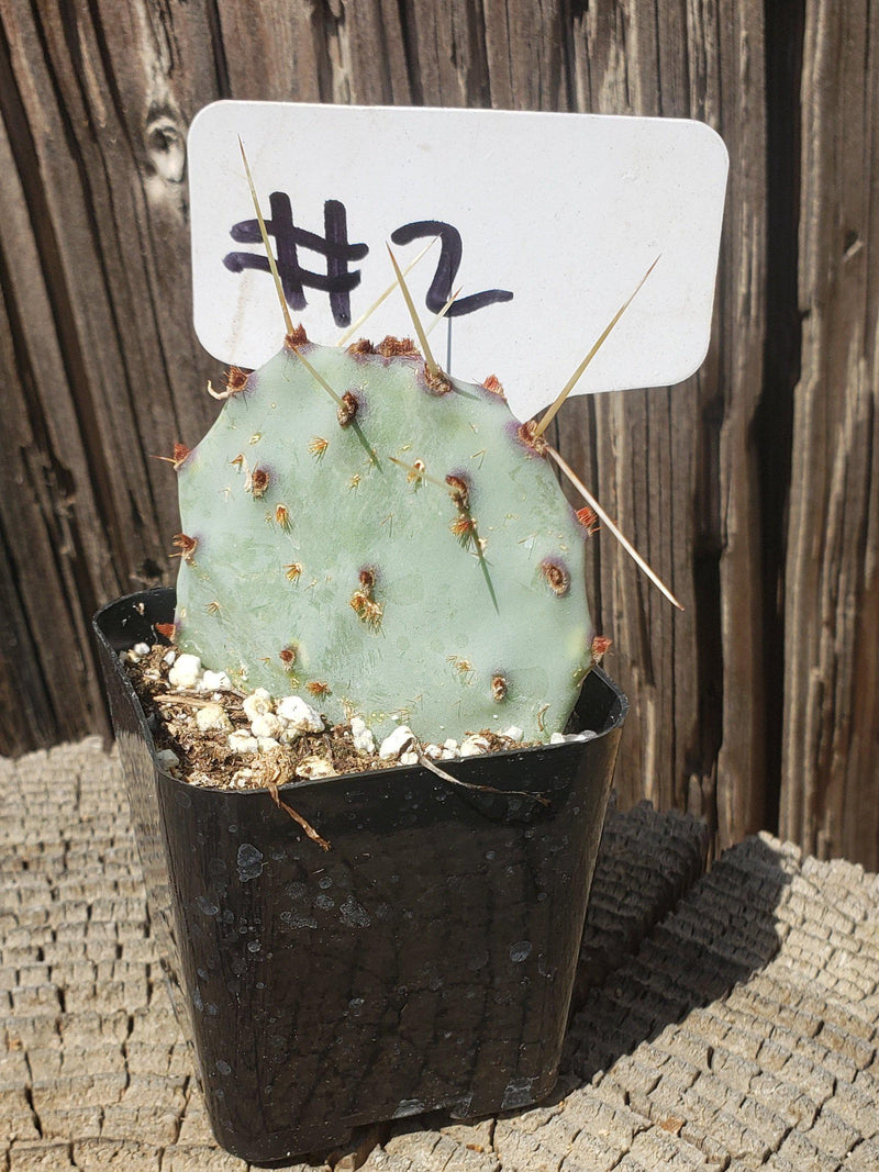 #2C Opuntia 2"