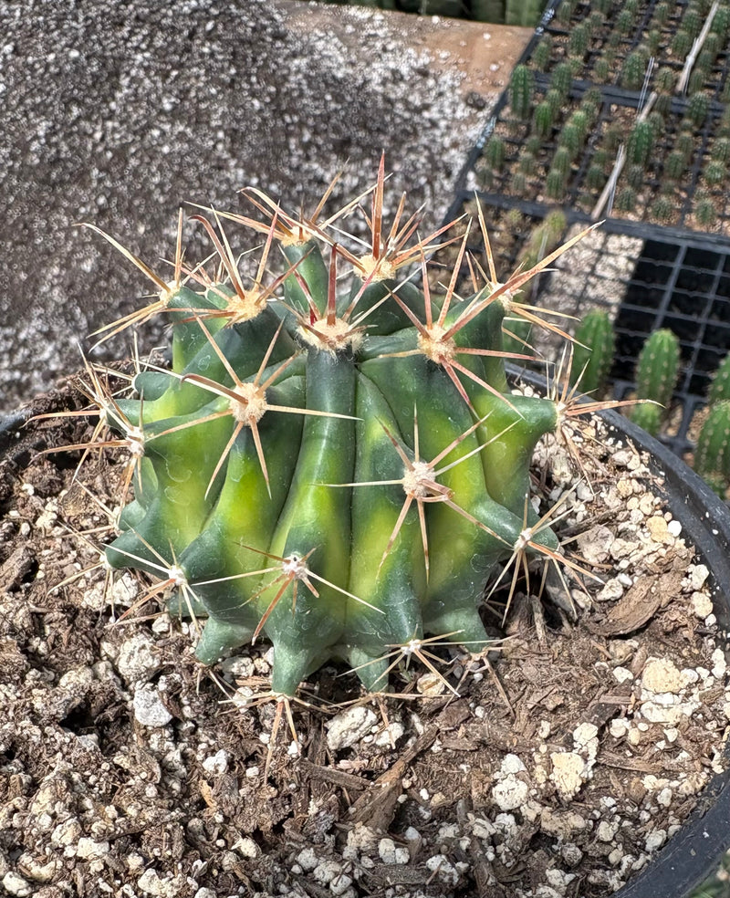 #EC154 Variegated Ferocactus Cactus in 6” container