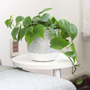 6 inch Reed Grey Round Cement Planter