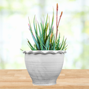 Aloe "Blue Elf"