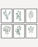 Botanical illustration
