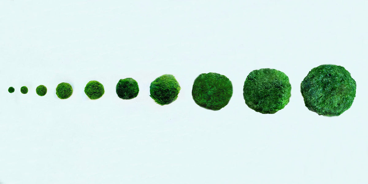 Marimo Moss Ball Aquarium 6-12 Month 0.8-1.5cm Marimo Moss Balls: 5/10/20/50PCS, photo 3 of 17
