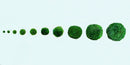 Marimo Moss Ball Aquarium 6-12 Month 0.8-1.5cm Marimo Moss Balls: 5/10/20/50PCS by Moss Artistry