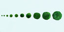 Live Moss Balls Mini Baby 0.3-0.5cm 5/10/20/50PCS Marimo Moss Balls Aqua Plant Pet Petco
