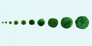 Marimo Moss Ball Aquarium 6-12 Month 0.8-1.5cm Marimo Moss Balls: 5/10/20/50PCS