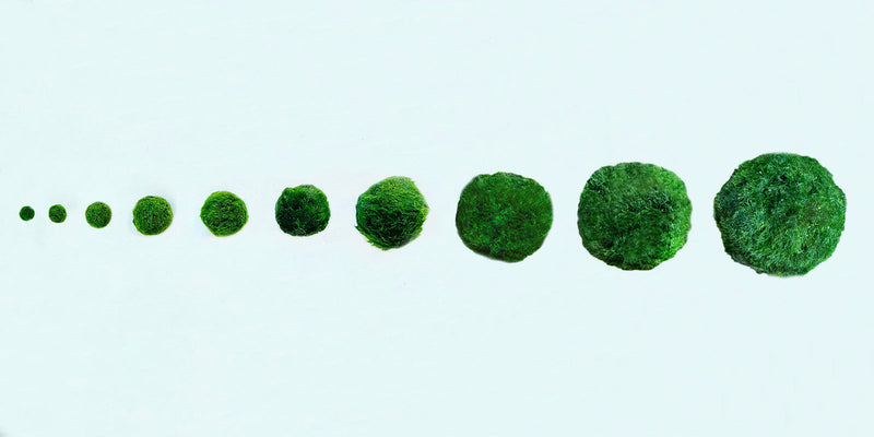 Marimo Moss Balls For Aquarium 3 Month 0.5-0.8cm Marimo Moss Balls: 5/10/20/50PCS Kokedama Japanese Algae Ball Wholesale