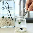 Live Moss Balls Mini Aquarium Jar