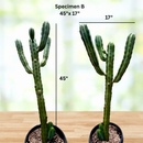 Blue Flame Cactus by The Cactus Outlet