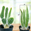 Cactus Snow White Prickly Pear Plant - Healthy Ready To Ship Houseplant by The Cactus Outlet