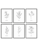 Herbs