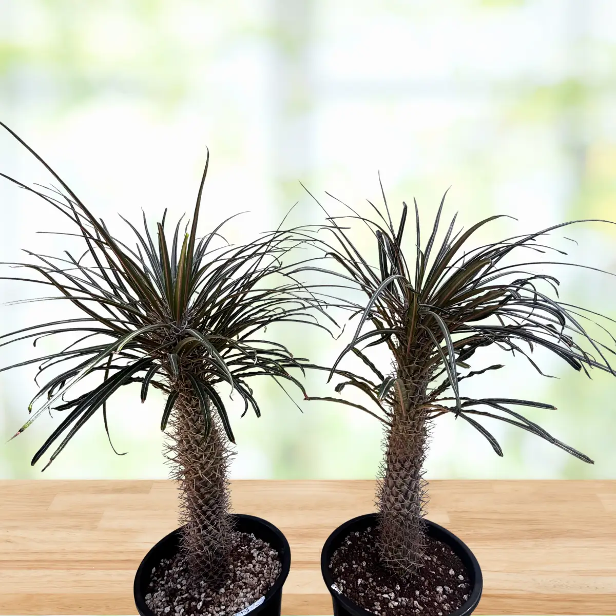 Silver Madagascar Palm, photo 6 of 8