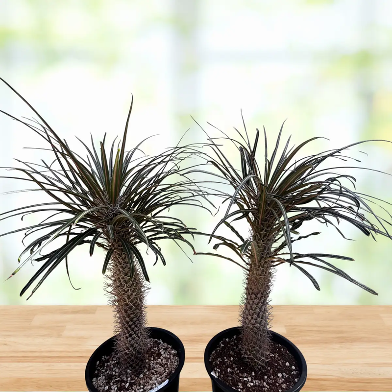 Silver Madagascar Palm, photo 6 of 8