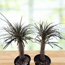 Silver Madagascar Palm by The Cactus Outlet