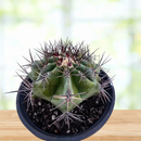 Echinocactus ingens by The Cactus Outlet