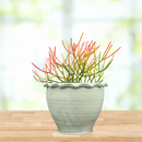 Euphorbia Tiricalli "Firesticks" by The Cactus Outlet