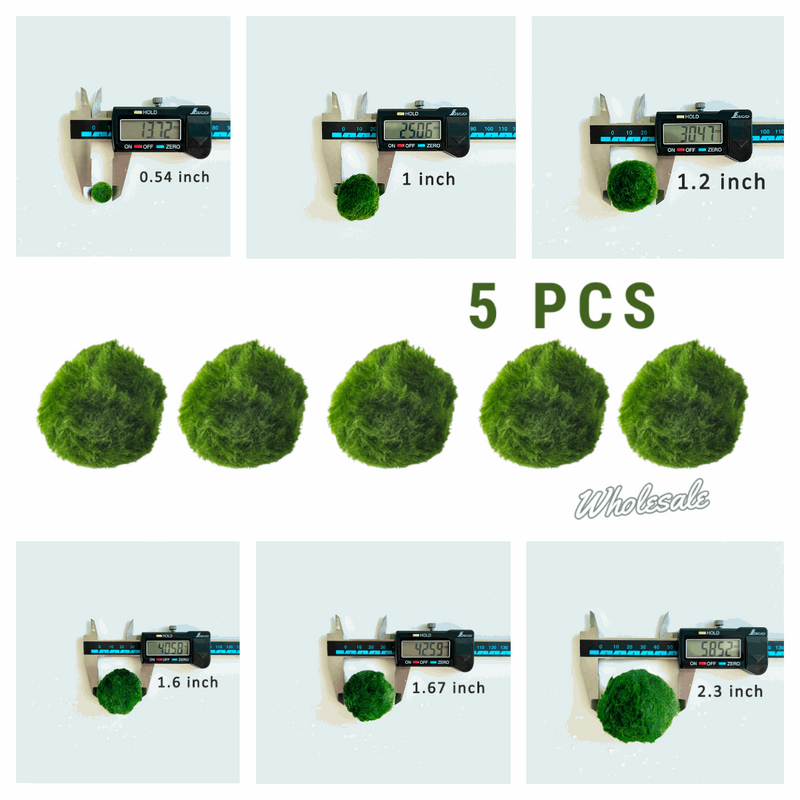 Marimo Moss Balls For Aquarium 2-3 Year 3-4cm Moss Balls: 5/10/20/50PCS Kokedama Japanese Algae Ball Wholesale