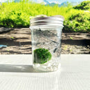 Live Moss Ball Mini Aquarium Mason Jar