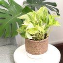 6 inch White & Nature Reed Round Cement Planter