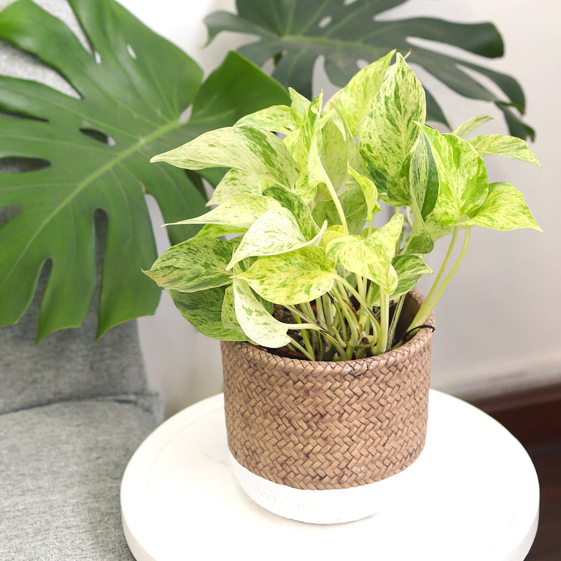 6 inch White & Nature Reed Round Cement Planter