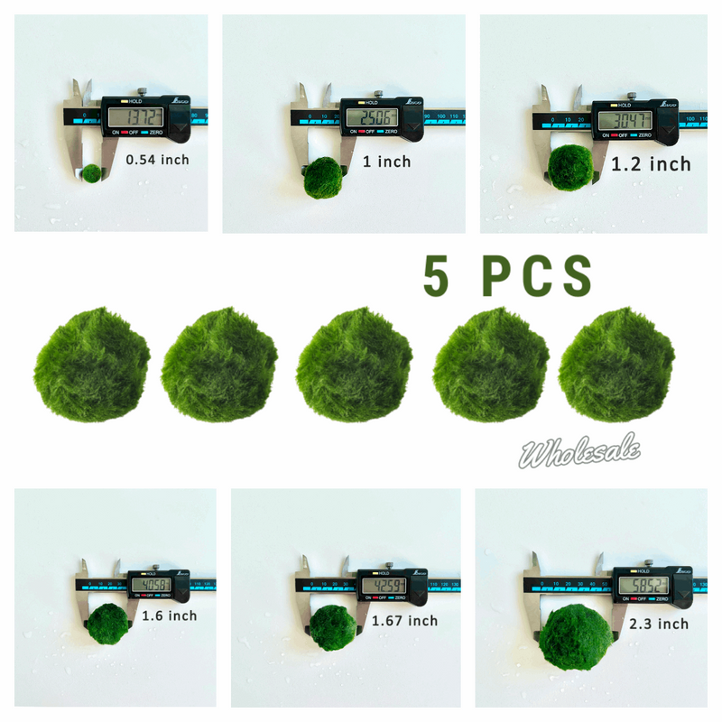 Marimo Moss Balls For Aquarium 3 Month 0.5-0.8cm Marimo Moss Balls: 5/10/20/50PCS Kokedama Japanese Algae Ball Wholesale