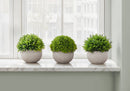 5" Tall Artificial Plant Grass - Set of 3 by HouseOfZazla