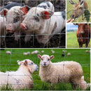 Farm Fence 4ft x 164ft 14-Gauge Heavy Zinc Coated Wire Fencing by HouseOfZazla