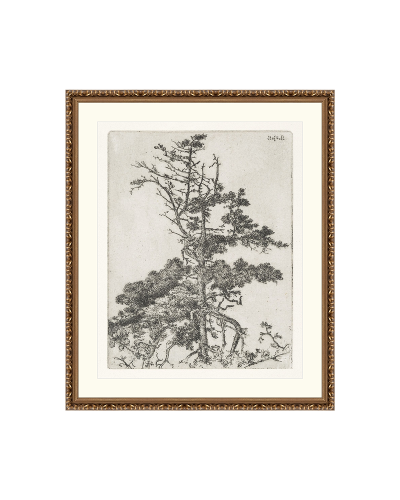 Pine Etchings 2