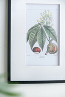 19.7x27.6 Botanical Wall Arts, Set of 2 by HouseOfZazla