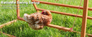 3-in-1 Nesting Boxes for Chickens with Perch and Swing by HouseOfZazla