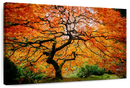 Autumn Japanese Maple Tree Wall Art