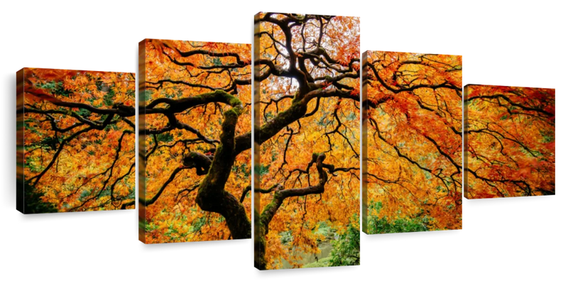 Autumn Japanese Maple Tree Wall Art