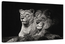 Lion And Lioness Mates Wall Art