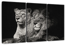 Lion And Lioness Mates Wall Art
