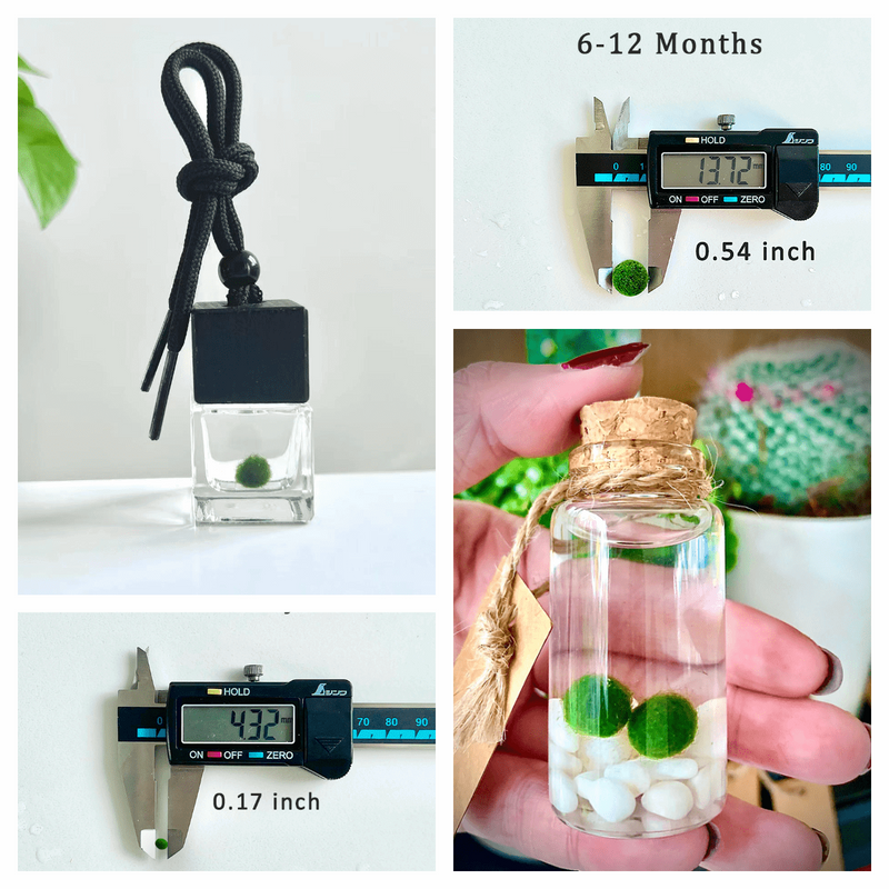 Marimo Moss Balls For Aquarium 3 Month 0.5-0.8cm Marimo Moss Balls: 5/10/20/50PCS Kokedama Japanese Algae Ball Wholesale
