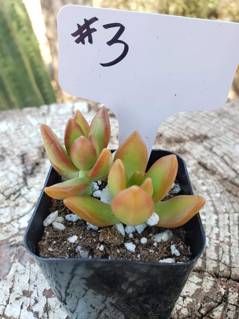 #3 Sedum Coppertone