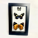 3 Butterflies in Black Frame (various colors)