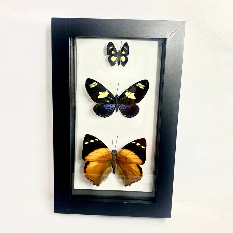 3 Butterflies in Black Frame (various colors)